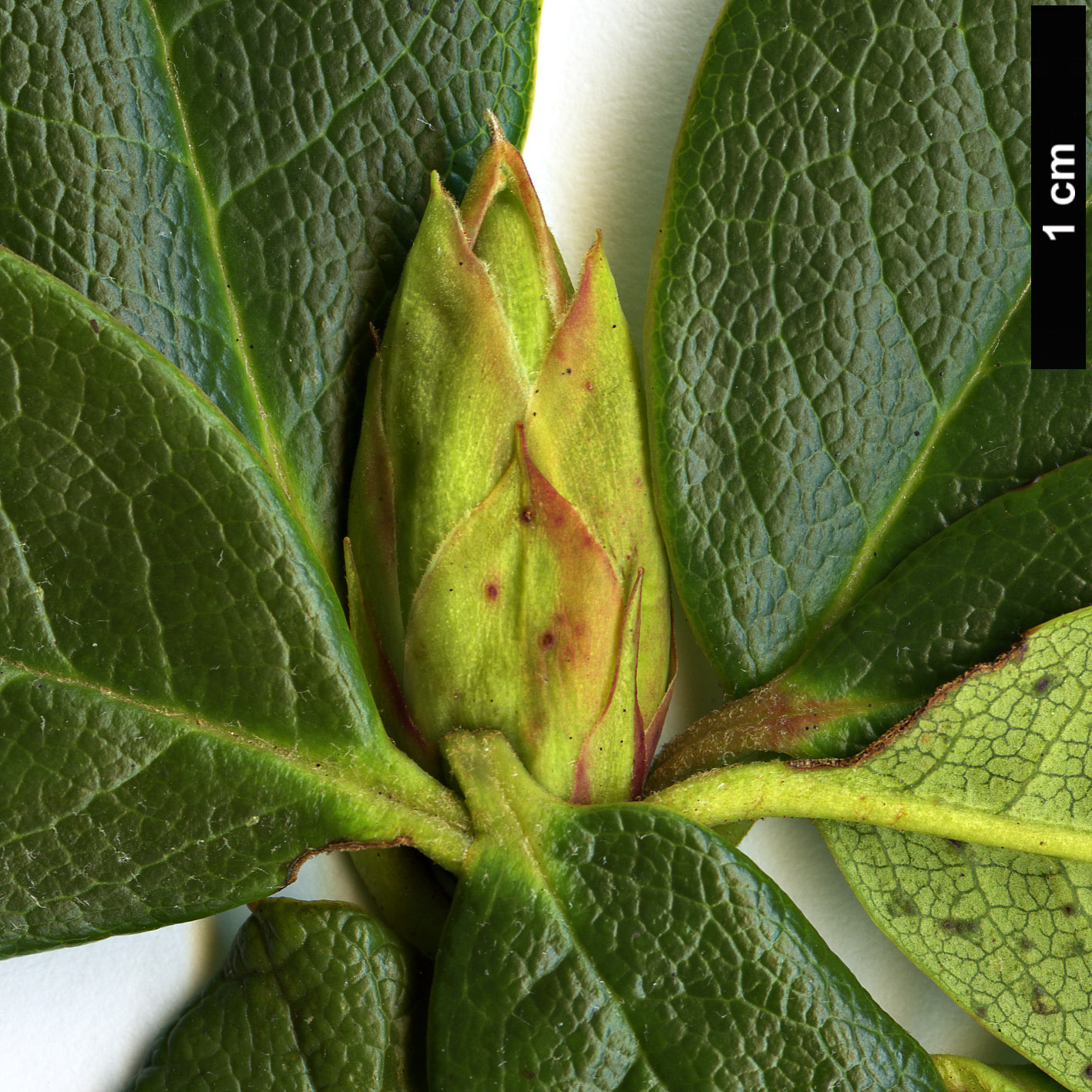 High resolution image: Family: Ericaceae - Genus: Rhododendron - Taxon: chamaethomsonii - SpeciesSub: var. chamaethauma High resolution image: Family: Ericaceae - Genus: Rhododendron - Taxon: chamaethomsonii - SpeciesSub: var. chamaethauma